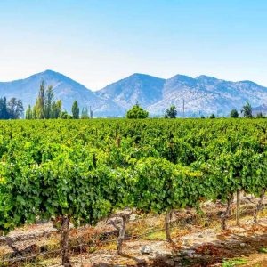 valle maipo_1